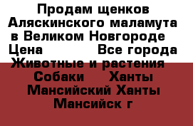 Продам щенков Аляскинского маламута в Великом Новгороде › Цена ­ 5 000 - Все города Животные и растения » Собаки   . Ханты-Мансийский,Ханты-Мансийск г.